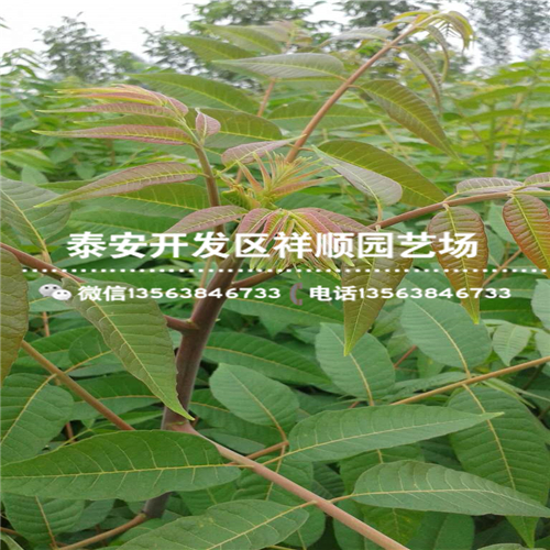 我想买1米高青油香椿苗一亩地能有多少种植利润