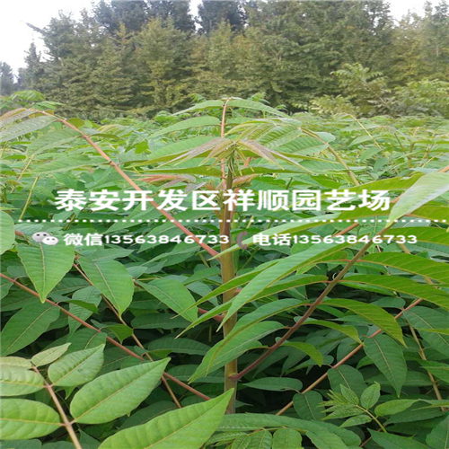 贵州矮化红油香椿苗多少钱一棵、贵州矮化红油香椿苗批发