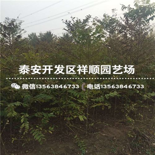 浙江1米高红油香椿苗批发什么价格、浙江1米高红油香椿苗基地卖多少钱