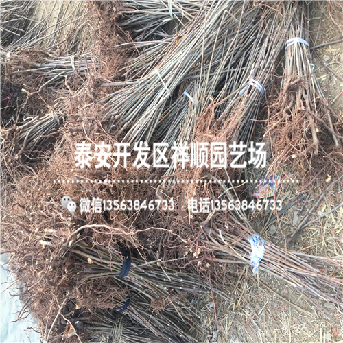 北京1米高红油香椿苗一棵多少钱、北京1米高红油香椿苗基地