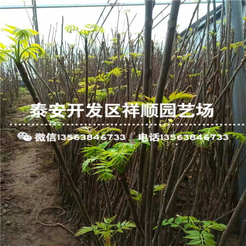 山东露天红叶香椿苗出售基地