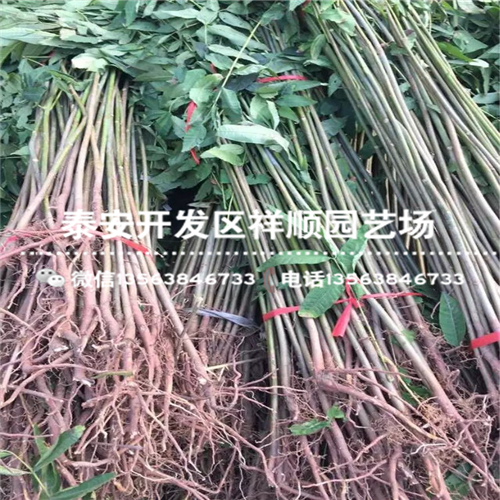 广西矮化红油香椿苗价格多少、广西矮化红油香椿苗基地