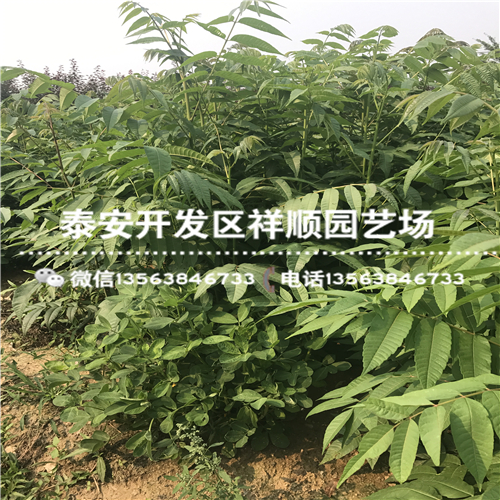 今年暖棚红叶香椿苗批发基地