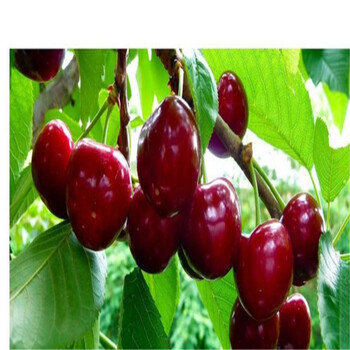 青油香椿苗批發(fā)什么價(jià)格、青油香椿苗賣多少錢