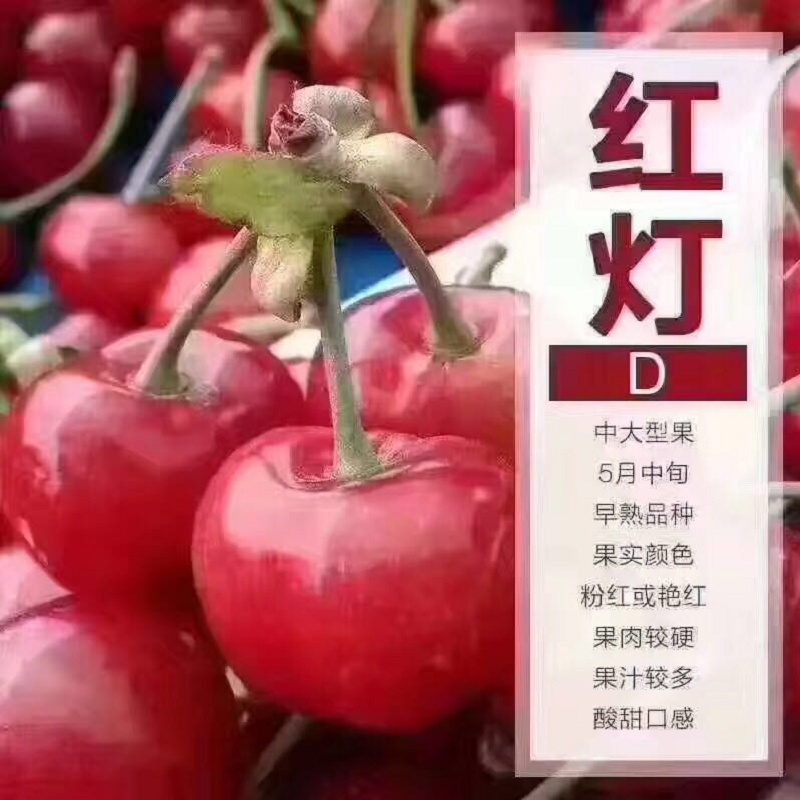 出售露天香椿苗批發(fā)多少錢露天香椿苗格多少