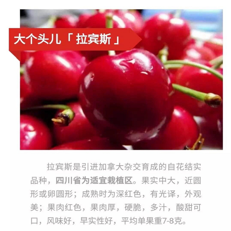 5公分的紅葉香椿苗基地格多少