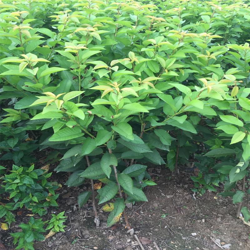 附近哪里有1米高紅葉香椿苗批發(fā)什么價格