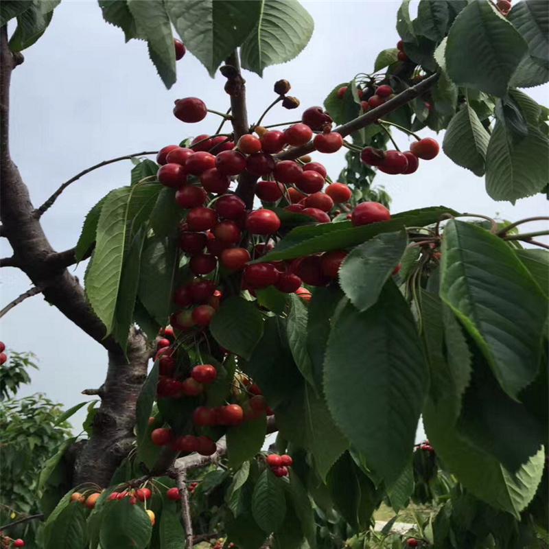 现在矮化红油香椿苗一亩地种多少棵