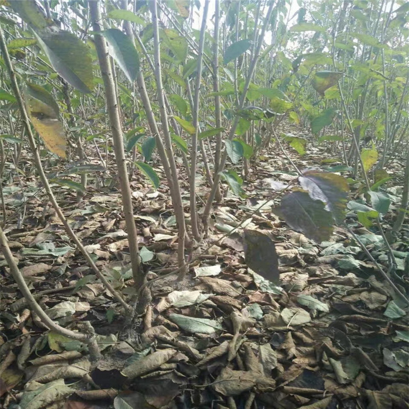 哪里有卖香椿苗育苗基地香椿苗基地卖多少钱