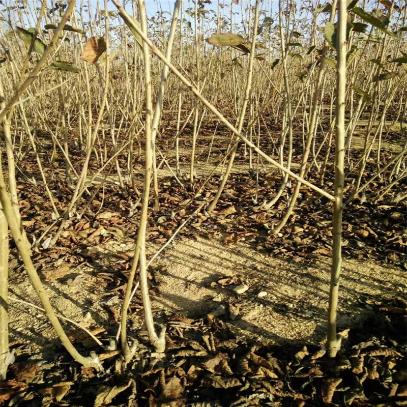 山东2年的青油香椿苗一亩地能有多少种植利润