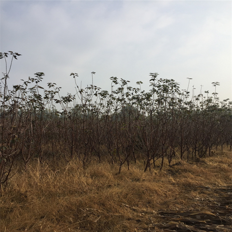 今年香椿苗批發(fā)多少錢香椿苗基地