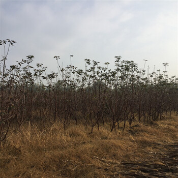 附近哪里有1公分紅葉香椿苗一棵多少錢