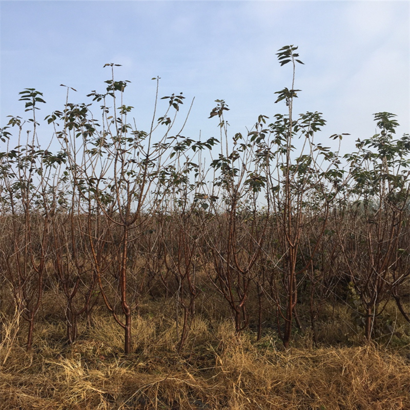 露天紅油香椿苗多少錢一棵、露天紅油香椿苗近處哪里有
