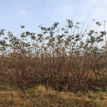 今年暖棚青油香椿苗育苗基地