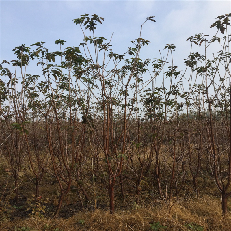 大棚红叶香椿苗哪里有基地