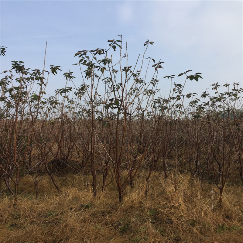 附近哪里有60高的青油香椿苗基地在哪