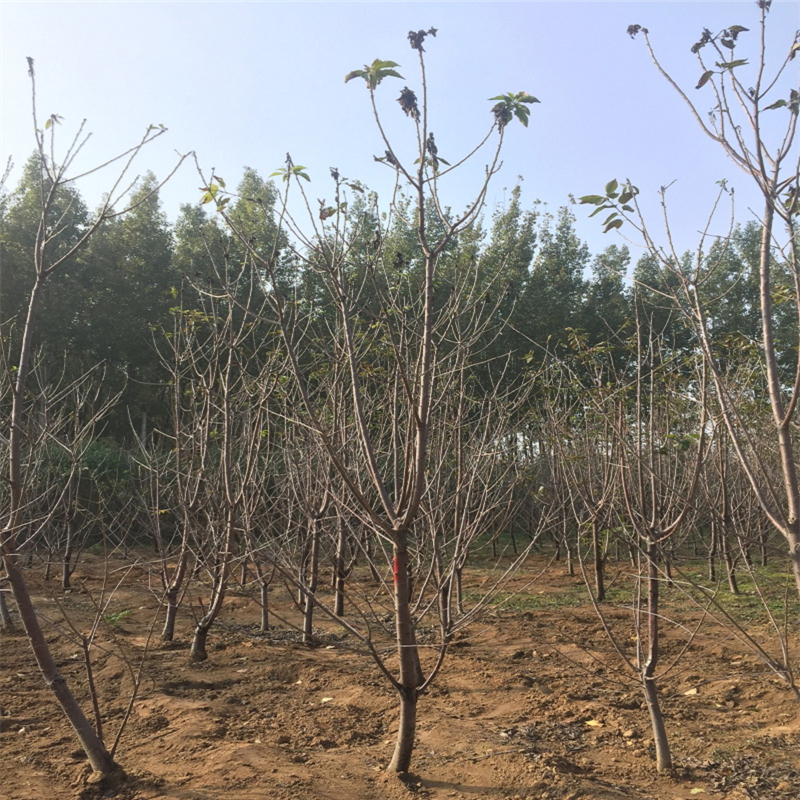 附近哪里有2年的紅葉香椿苗基地賣價多少錢
