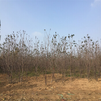 2018年60高的香椿苗基地