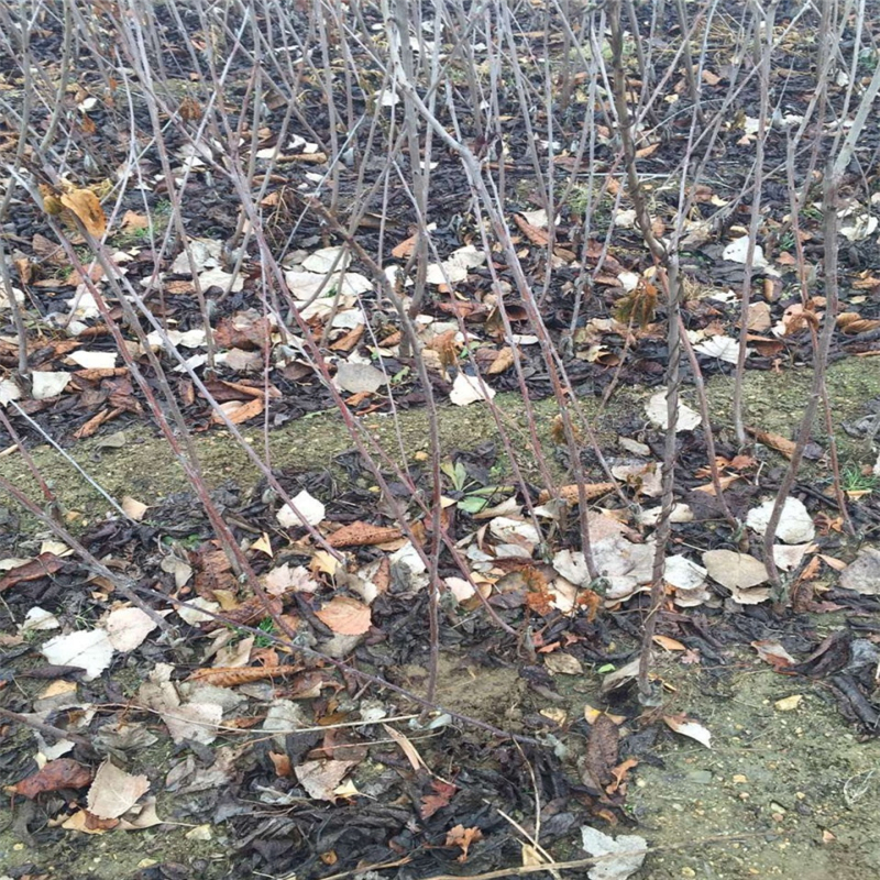 露天紅油香椿苗多少錢一棵、露天紅油香椿苗近處哪里有