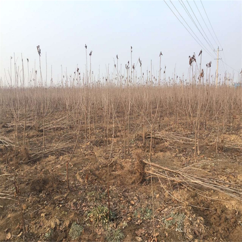 山东露天香椿苗育苗基地露天香椿苗基地在哪