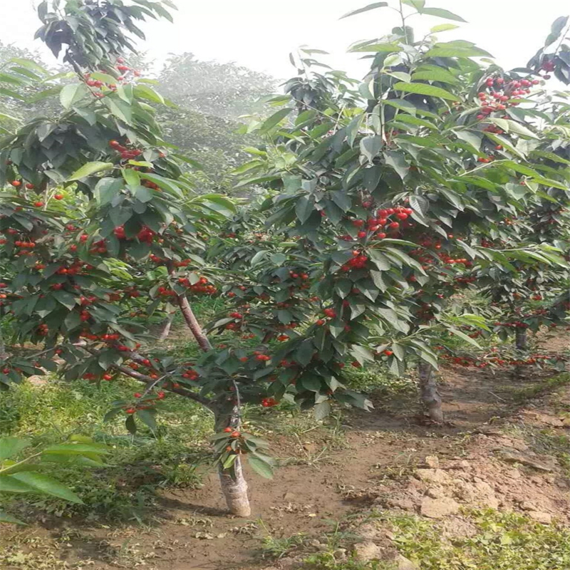 山东2年的青油香椿苗一亩地能有多少种植利润