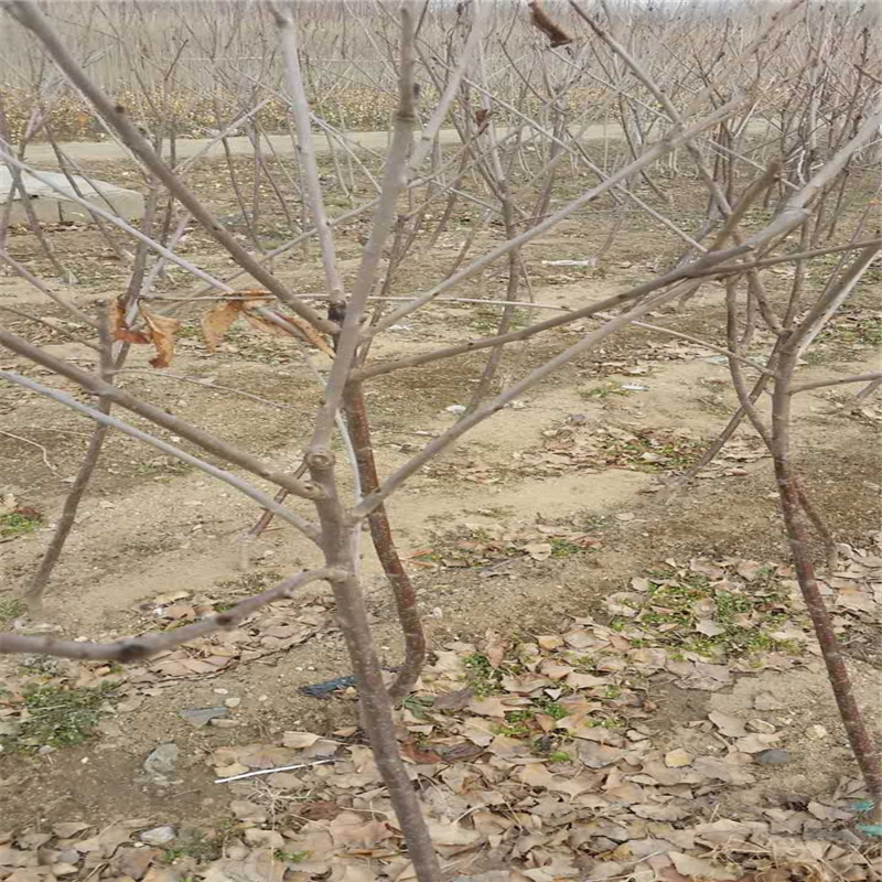 山东2年的青油香椿苗一亩地能有多少种植利润