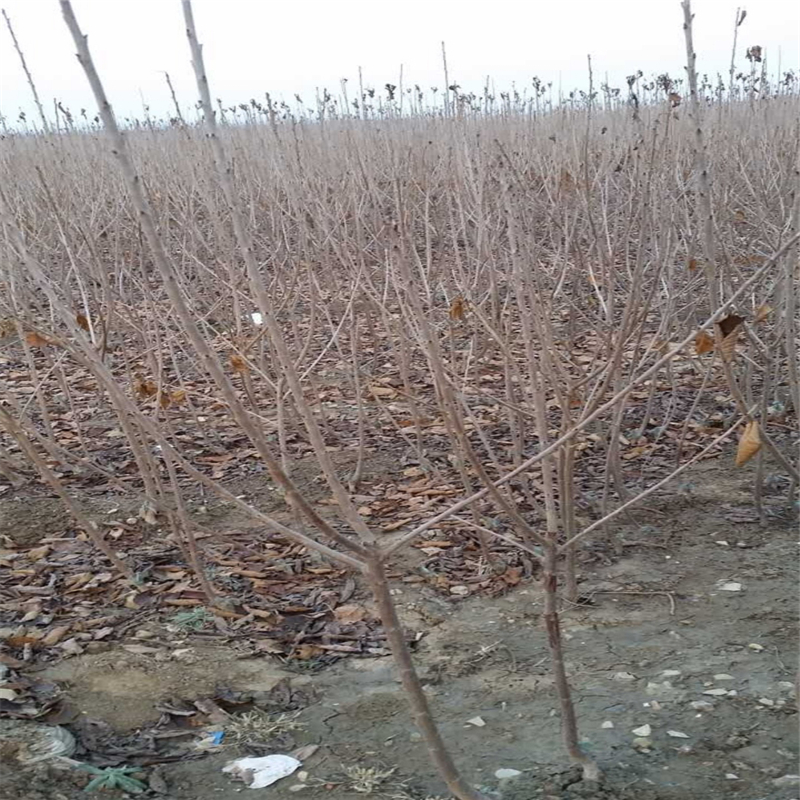2018年紅油香椿苗什么價格紅油香椿苗哪里有
