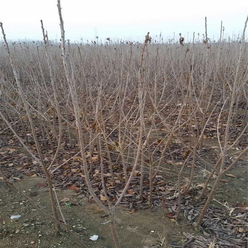 现在60高的红油香椿苗什么价格