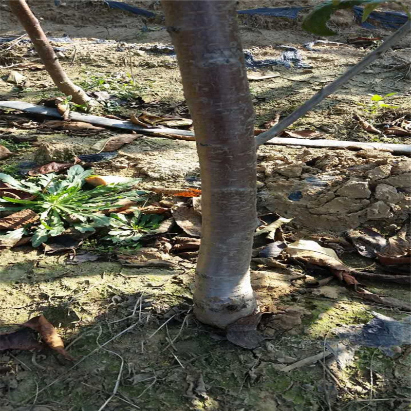 附近哪里有矮化紅油香椿苗基地