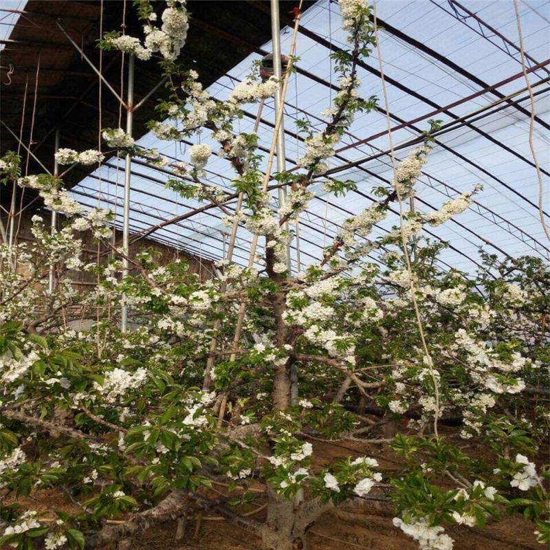 山東1米高紅葉香椿苗一畝地能有多少種植利潤