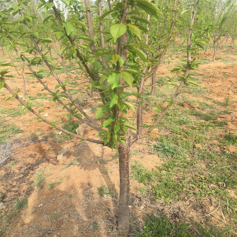 哪里有賣紅葉香椿苗批發(fā)什么價格紅葉香椿苗基地賣多少錢