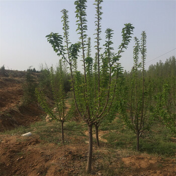 山東60高的紅葉香椿苗一畝地有多少產(chǎn)量