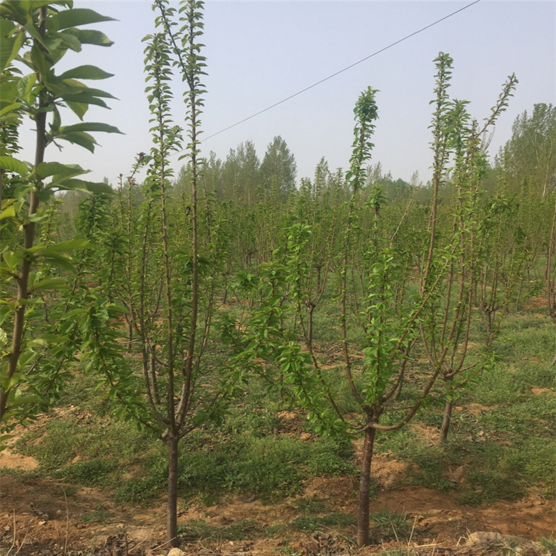 现在2公分的红油香椿苗基地卖价多少钱