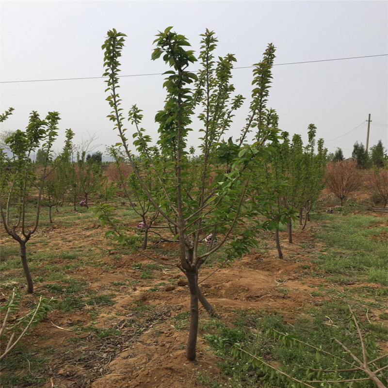 哪里有卖5年的红油香椿苗基地在哪