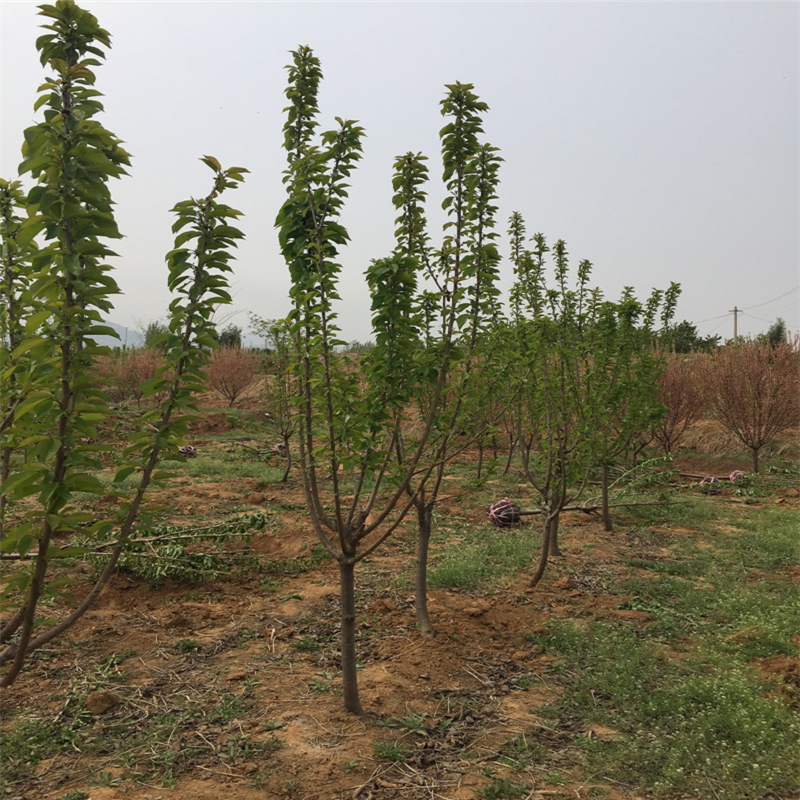 用的紅油香椿苗批發(fā)基地