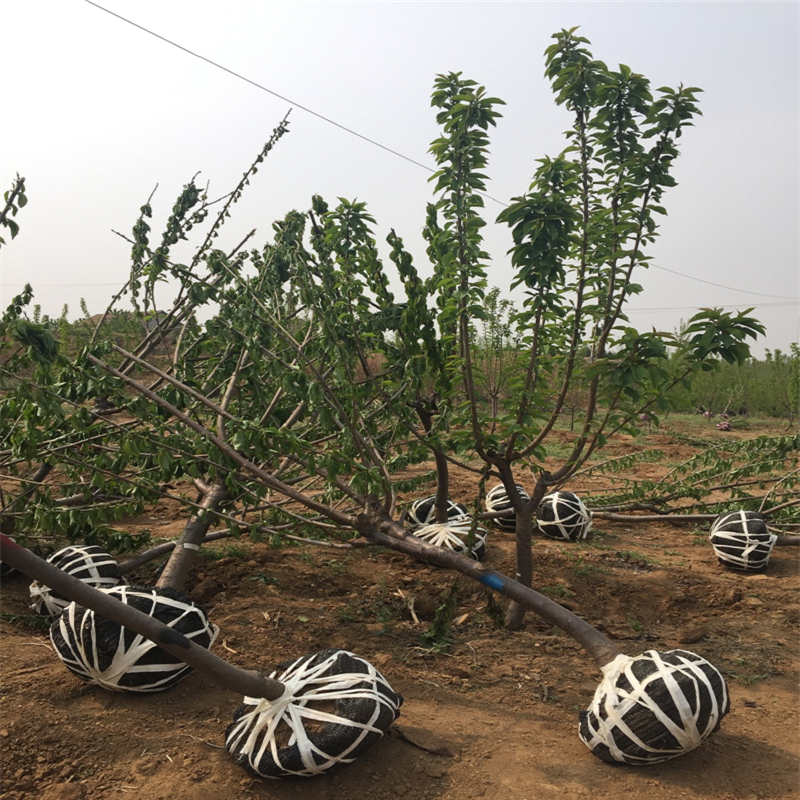 哪里有卖香椿苗育苗基地香椿苗基地卖多少钱