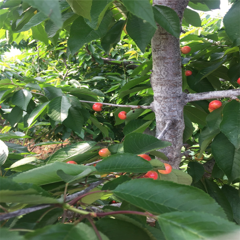 今年3年的紅油香椿苗基地賣價多少錢