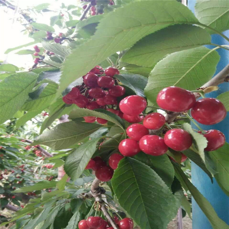 2公分的紅葉香椿苗一畝地需要投資多少