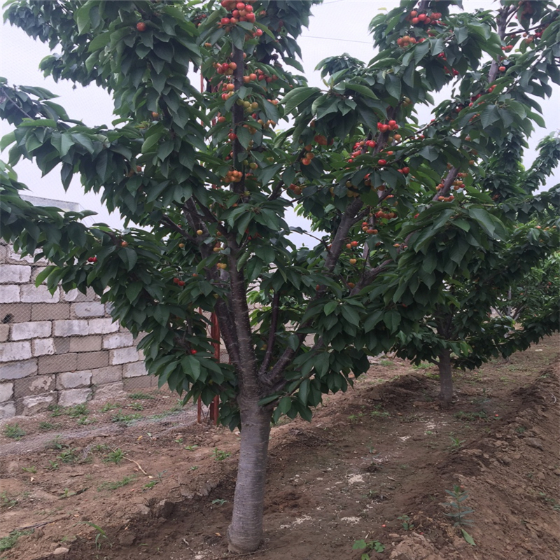 暖棚香椿苗批发基地