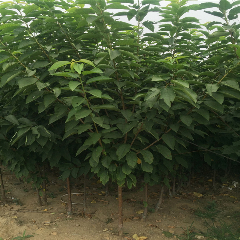 附近哪里有1米高紅葉香椿苗批發(fā)什么價格