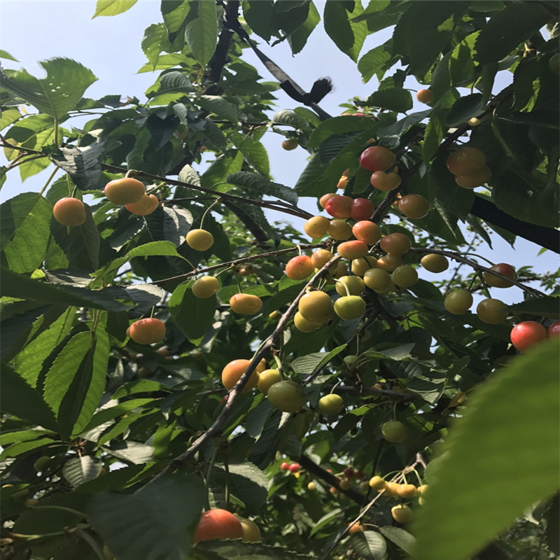 哪里有卖露天红叶香椿苗出售基地