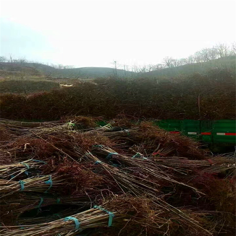 2018年香椿苗什么价格香椿苗批发基地