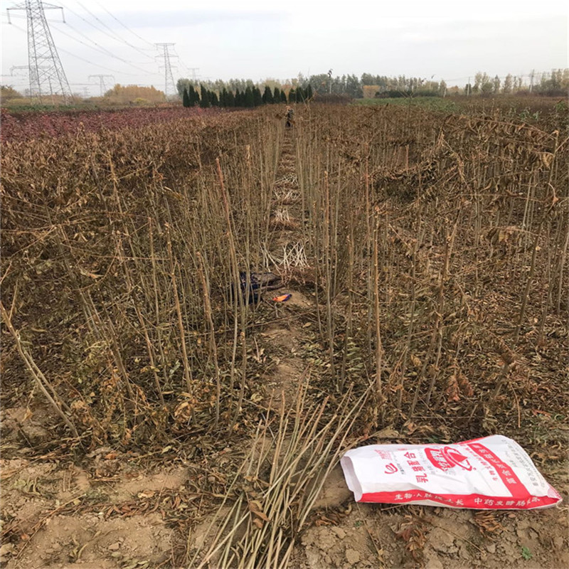 今年暖棚红油香椿苗一亩地能有多少种植利润