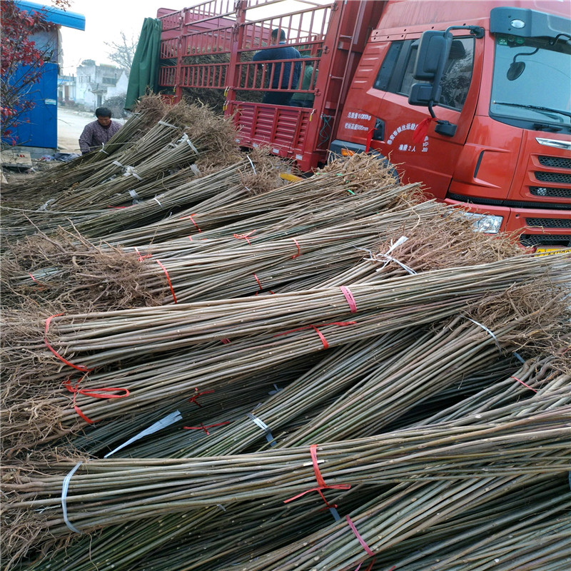 出售大棚香椿苗育苗基地大棚香椿苗大型基地