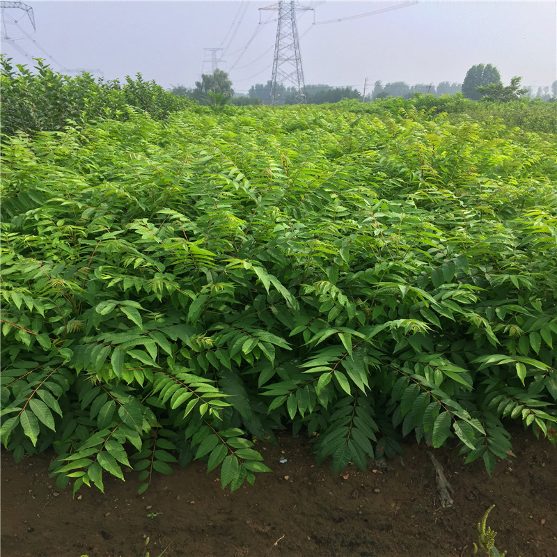 今年暖棚红油香椿苗一亩地能有多少种植利润