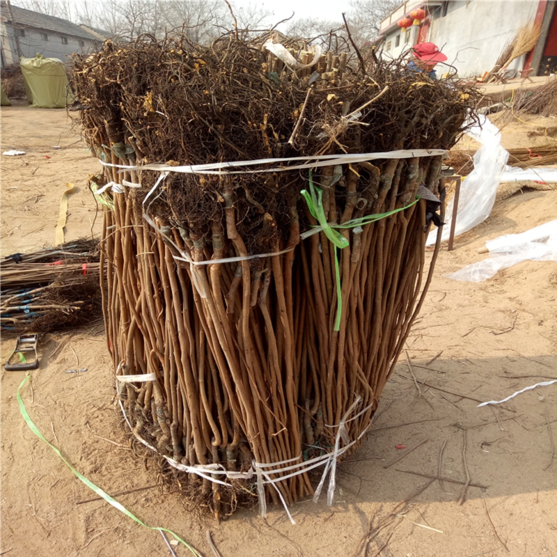 什么地方賣(mài)8公分黑柿子苗格