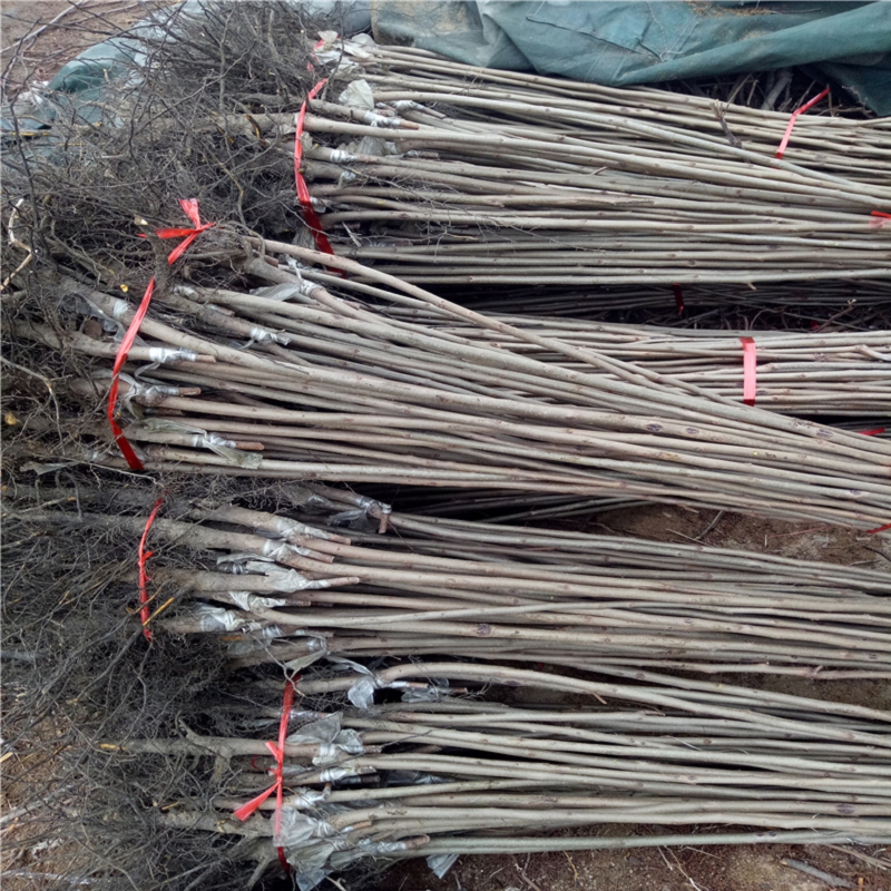 哪里有賣8公分柿子苗出售基地