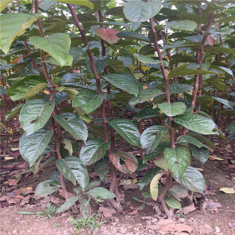 哪里有矮化牛心柿子苗批發(fā)多少錢