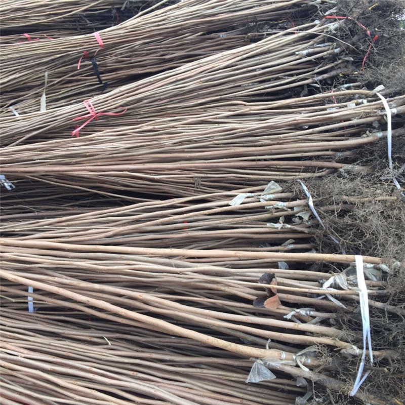 哪里有賣8公分柿子苗出售基地