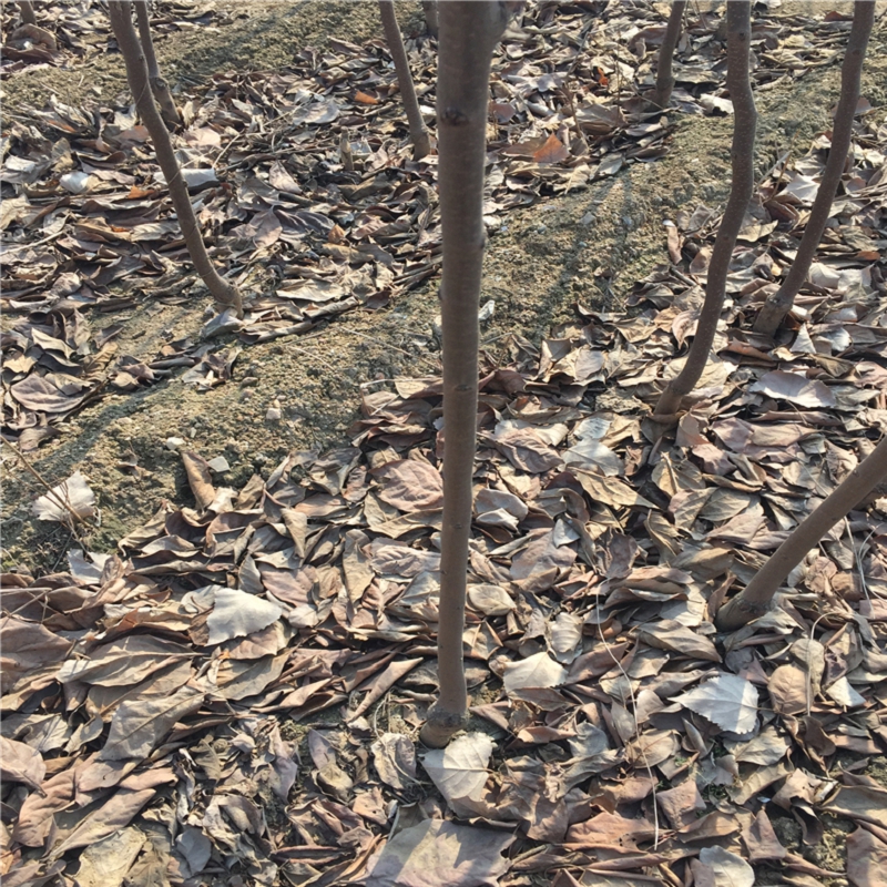 哪里有賣8公分柿子苗出售基地